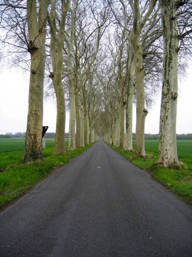 London Plane Trees