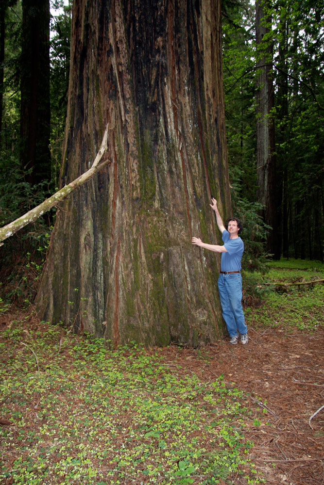 Redwoods