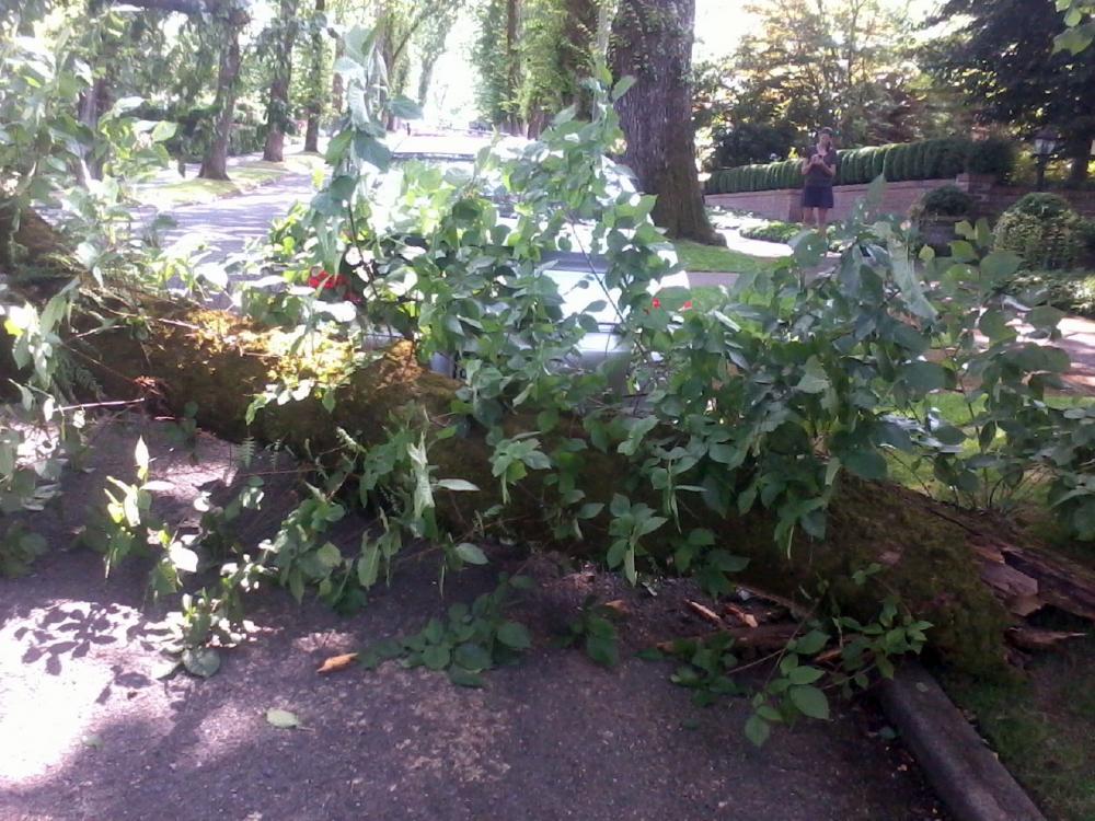 Tree Storm Damage