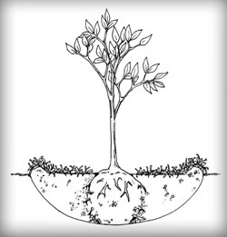 Tree Planting Diagram