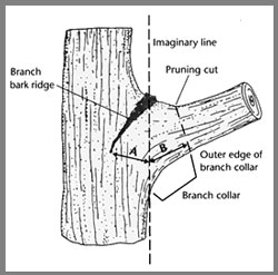 Bark Collar Diagram