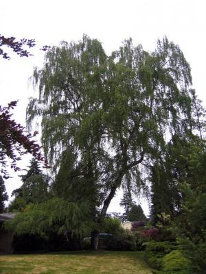 Tree pruning before and after