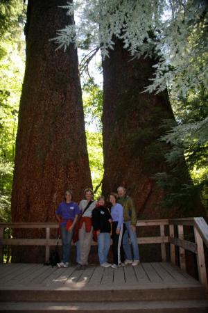 Family in the Redwoods