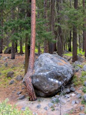 Tree Grows around Rock