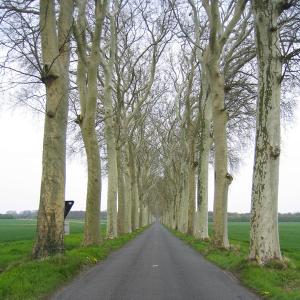 Tree lined road