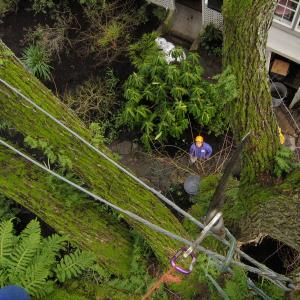 Cabling saves a trees canopy